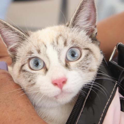 Gato