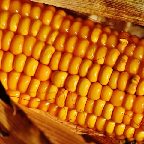 Maíz 