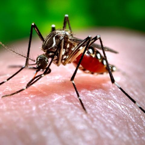 Mosquito del dengue