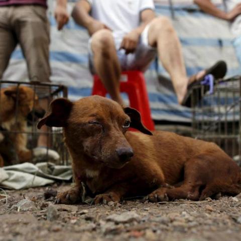 Maltrato animal