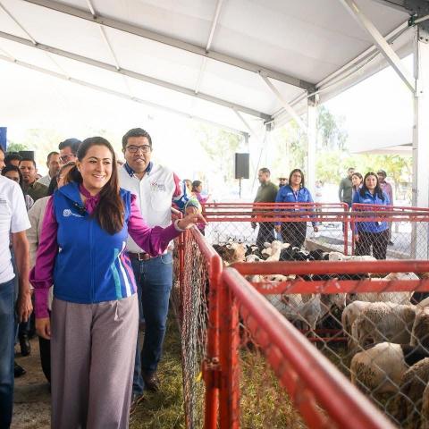 Campo