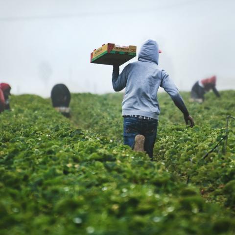 Encuesta Nacional Agropecuaria 2025