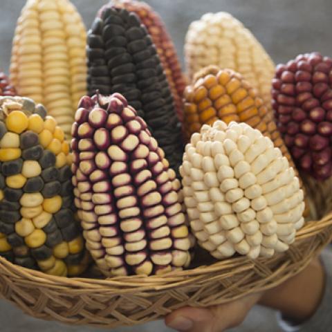 Sin país no hay maíz