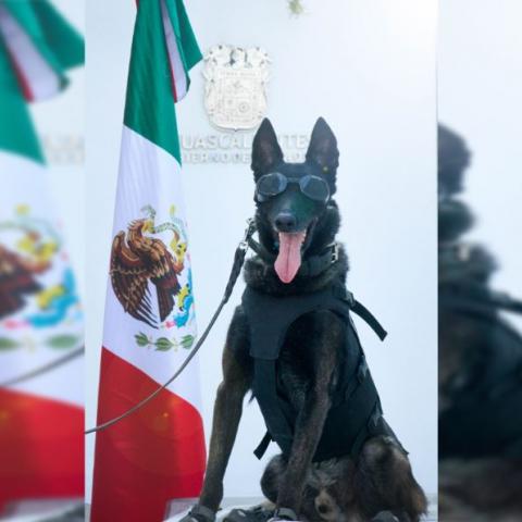 Integrante del Grupo K9