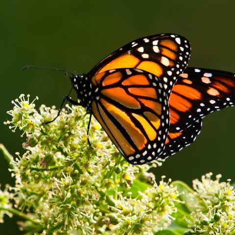 Mariposas Monarca