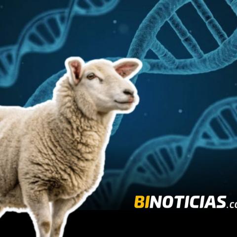 México presenta su primer borrego clonado: el inicio de la zoogenética del futuro