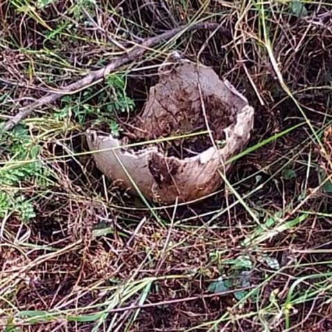 Hallazgo de cráneo por madres buscadoras en Asientos 