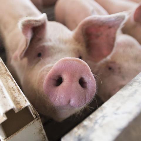 España confirma los dos primeros casos de peste porcina africana 