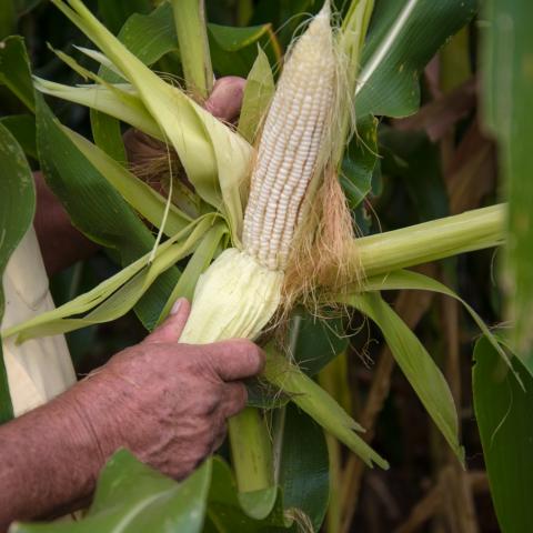 Debería contemplarse a campesinos de Aguascalientes en acuerdo para precio del maíz: Economistas 