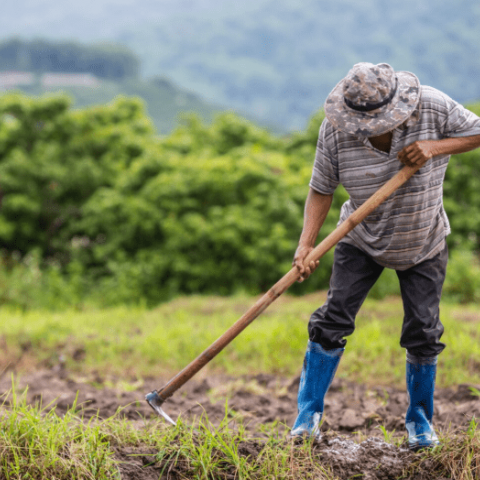 No hay dinero para pagar lo que exigen los agricultores: Sheinbaum