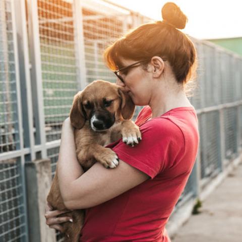 Senadores impulsan iniciativa para adopción responsable de animales de compañía