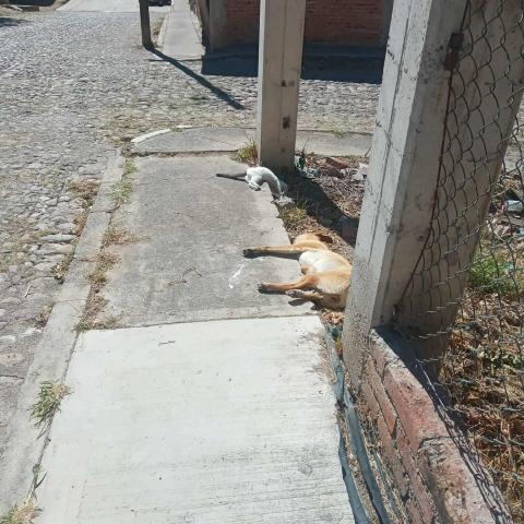 Envenenamiento en San Tadeo