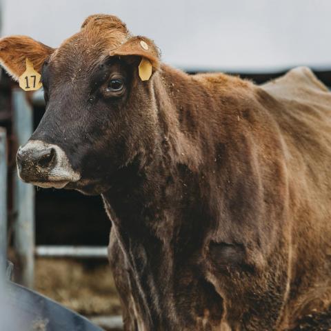 Piden trabajadores agrícolas reforzar medidas contra abigeato