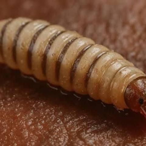 El gusano barrenador del ganado se extiende a fauna silvestre y mascotas en México