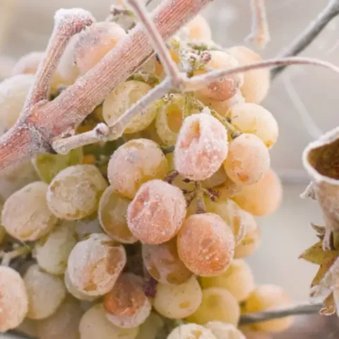 Cultivos de uva beneficiados con bajas temperaturas, señalan campesinos