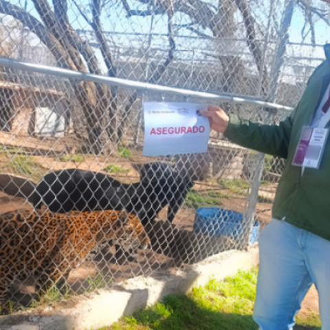 Aseguramiento animales Rancho Delustone 