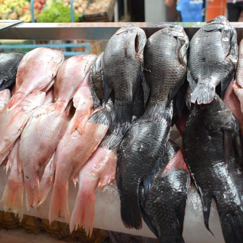 Temporada de cuaresma 