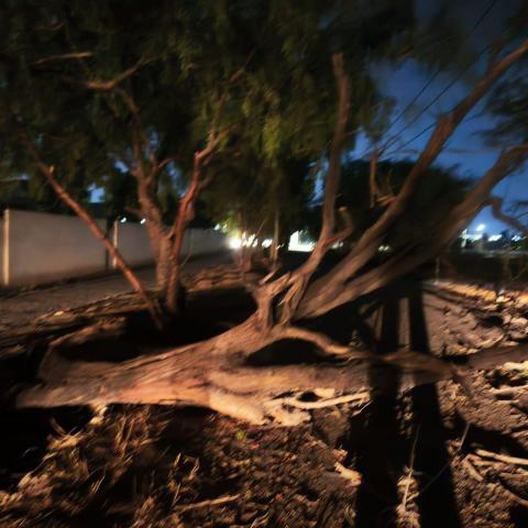 Estragos del viento en Aguascalientes