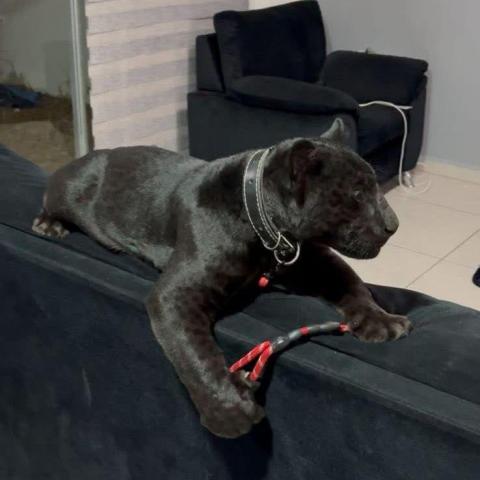 Se fuga pantera en Aguascalientes 