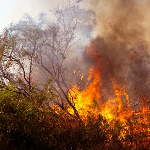 Aguascalientes en el top 10 de estados con más superficie afectada por incendios