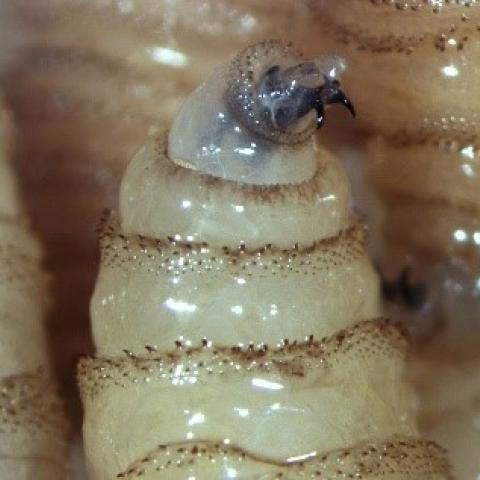 Alertan veterinarios por posible caso de gusano barrenador; aún sin casos confirmados en el estado