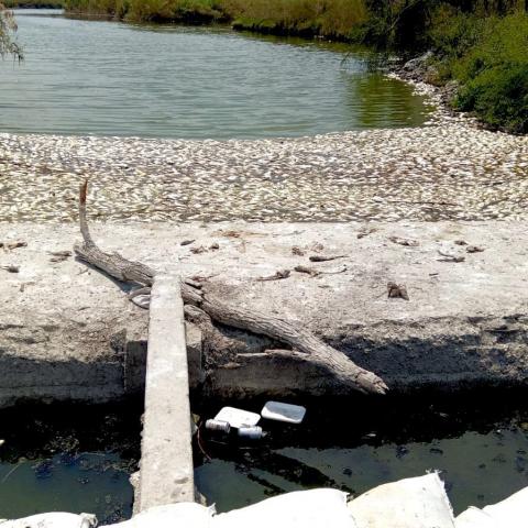 Reportan muerte masiva de peces en límites de Veracruz y Tamaulipas; señalan alteración por apertura de compuertas