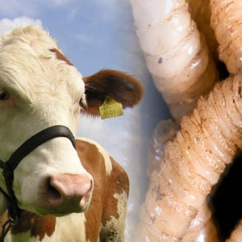 Crisis del gusano barrenador