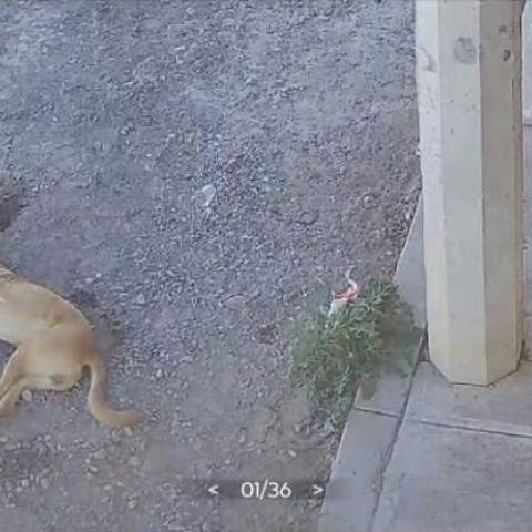 Animales envenenados Calvillo 