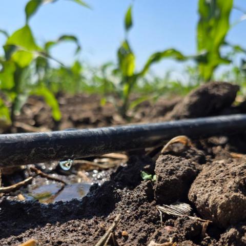 Se tecnificaron 285 hectáreas del Distrito de Riego 001 de Aguascalientes