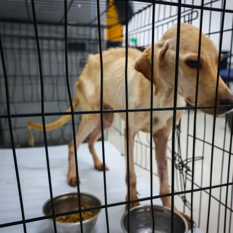 Sacrificios animales 