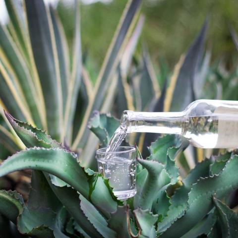 Tras obtener denominación de origen, Aguascalientes promocionará ruta del mezcal