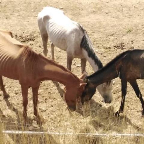 Maltrato animal en contra de equinos 