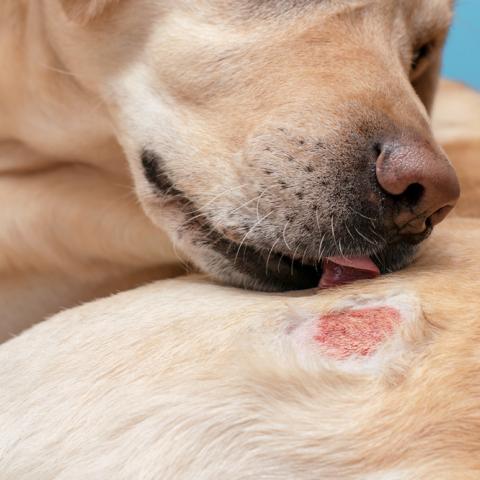 Perros son la segunda raza más afectada por gusano barrenador; piden reforzar medidas preventivas