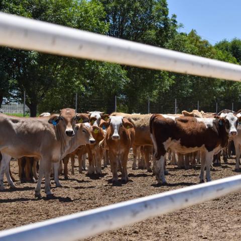 Rastros listos para identificar ganado con gusano barrenador; señalan que no se sacrificará 