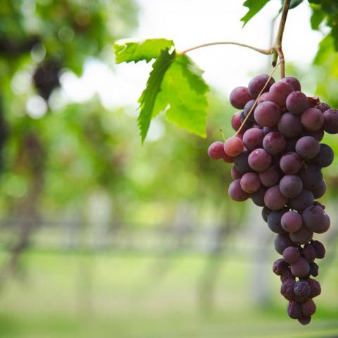 Congreso de la Uva y el Vino