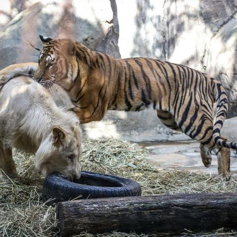 EXHIBICIÓN DE ANIMALES EXÓTICOS 