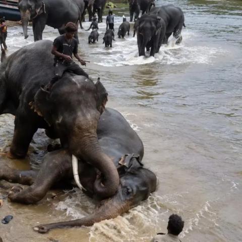 Muere turista tras quedar atrapada en una pelea de elefantes en India