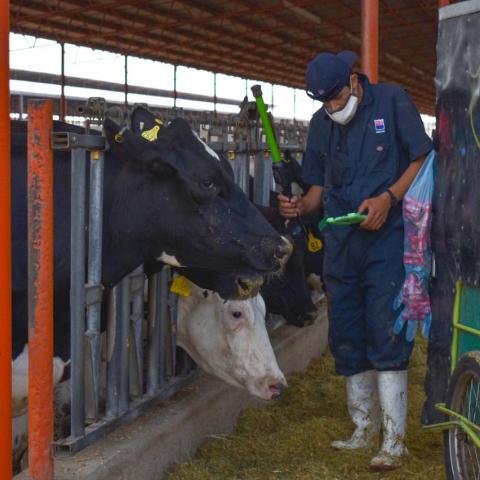 Aguascalientes refuerza acciones de prevención y vigilancia sanitaria en el ganado