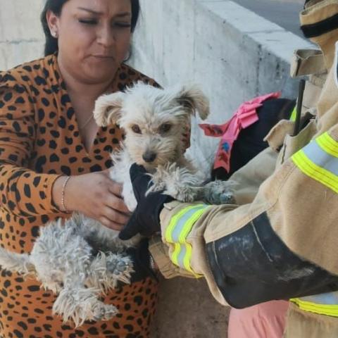 El can permanecía dentro de uno de los pilares del bordo Santa Elena; vecinos alertaron a los cuerpos de emergencia