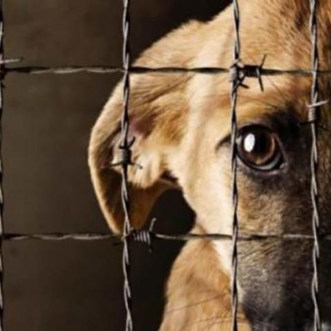 Maltrato Animal