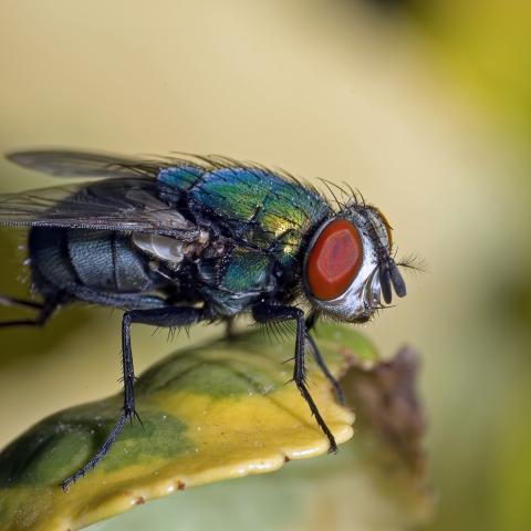 Aguascalientes sin posibilidad de introducir mosca estéril contra gusano barrenador