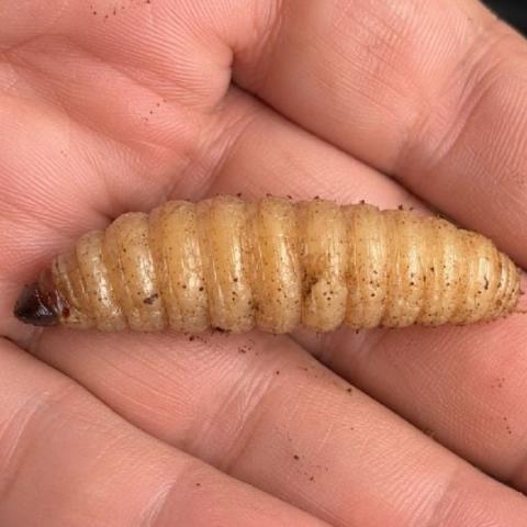 Aguascalientes llega a quinto caso de gusano barrenador; ya alcanzó a perros
