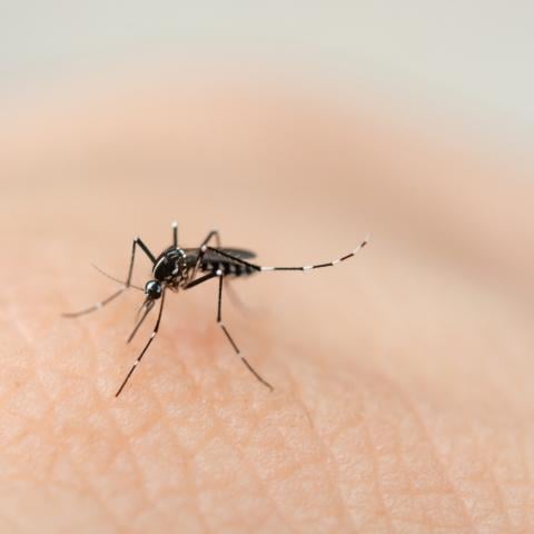 Confirma ISSEA tercer caso de dengue, todos identificados en fraccionamiento España 