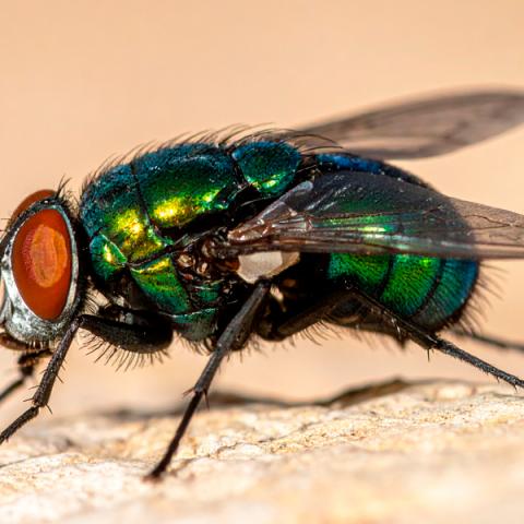 Solicita Aguascalientes a la federación dispersión de mosca estéril contra gusano barrenador