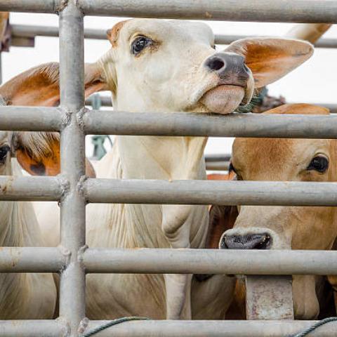 Refuerzan vigilancia de tránsito de ganado en Aguascalientes para prevenir nuevos caso de gusano barrenador