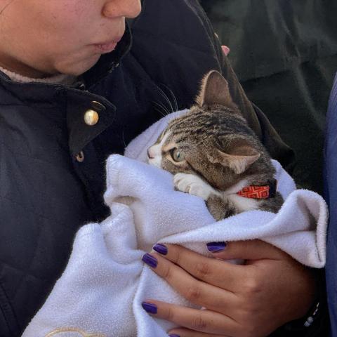 "Salud que deja huella": así será la megajornada de esterilización canina y felina de Aguascalientes