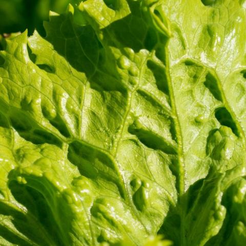 Lechuga iceberg 