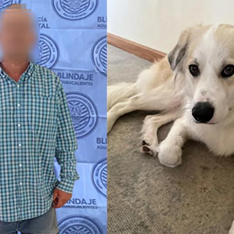 El animal de raza Gran Pirineo fue asegurado y trasladado al antirrábico para mantenerlo en observación