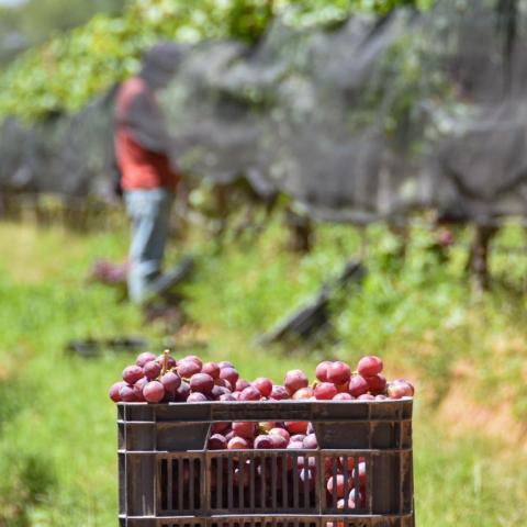 Productores de uva de Cosío podrán exportar su producto gracias a nueva cámara de refrigeración