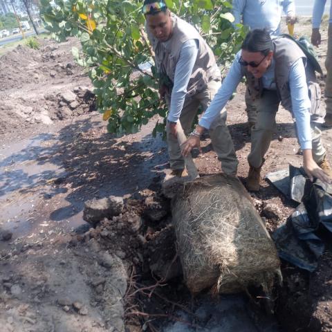 Plantan 100 árboles como parte de la reforestación en José María Chávez